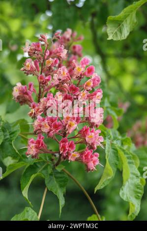 Châtaignier rouge (Aesculus x carnea 'Briotii'), Schwarze Pumpe, Brandebourg, Allemagne Banque D'Images