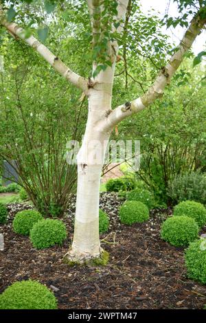 Bouleau doré (Betula ermanii 'Grayswood Hill'), Hillier Arboretum, Romsey, Angleterre, Grande-Bretagne Banque D'Images