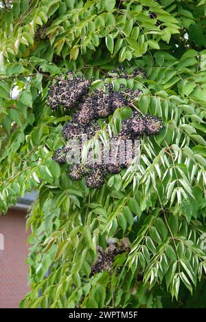 angélique coréen (Aralia elata), Anvers, Belgique Banque D'Images