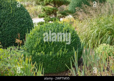 Boîte commune européenne (Buxus sempervirens var. Arborescens), Westfalenpark, Dortmund, Rhénanie du Nord-Westphalie, Allemagne Banque D'Images