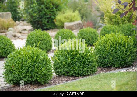 Boîte commune européenne (Buxus sempervirens var. Arborescens), Hotel & Spa, Haren, Groningue, pays-Bas Banque D'Images