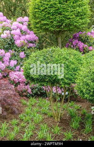 Boîte commune européenne (Buxus sempervirens var. Arborescens), Rhodo 2014, Bad Zwischenahn, basse-Saxe, Allemagne Banque D'Images