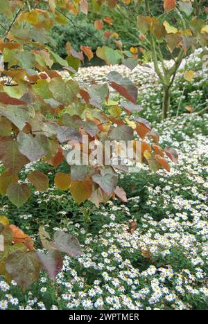 Judas (Cercis canadensis 'Forest Pansy'), aster (Aster ageratoides 'Stardust') Banque D'Images