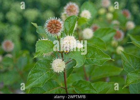 Céphalanthe occidental (Cephalanthus occidentalis) Banque D'Images