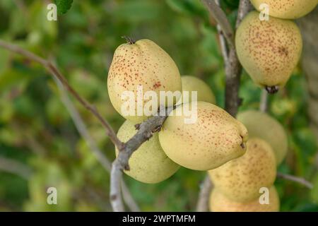 Coing ornemental (Chaenomeles x superba 'fusion'), verger de fruits sauvages, Sornzig, Saxe, Allemagne Banque D'Images