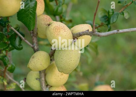 Coing ornemental (Chaenomeles x superba 'fusion'), verger de fruits sauvages, Sornzig, Saxe, Allemagne Banque D'Images