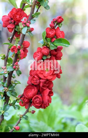 Coing ornemental chinois (Chaenomeles speciosa 'Scarlet Storm'), RHG Leisnig, Leisnig, Saxe, Allemagne Banque D'Images