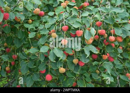 Dogwood en fleurs (Cornus kousa 'China Girl'), Park der Gaerten, Bad Zwischenahn, 81 Banque D'Images