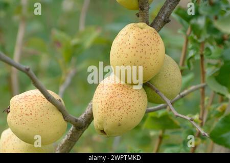 Coing ornemental (Chaenomeles x superba 'fusion'), verger de fruits sauvages, Sornzig, Saxe, Allemagne Banque D'Images