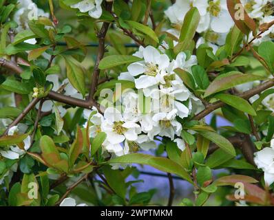 Coing ornemental (Chaenomeles speciosa 'Nivalis'), Saxe, Allemagne Banque D'Images