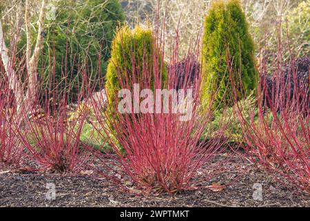 Cornouiller tartarien (Cornus alba 'Sibirica'), Sir Harold Hillier Gardens, Romsey, Angleterre, Grande-Bretagne Banque D'Images