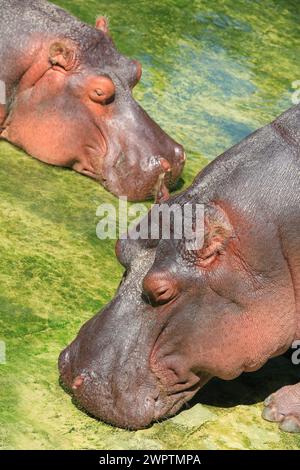 deux portraits d'un hippopotame brun Banque D'Images