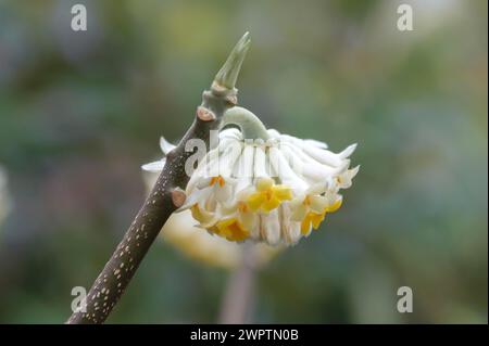 Buisson de papier japonais (Edgeworthia chrysantha), BS Saemann, Bautzen, Saxe, Allemagne Banque D'Images