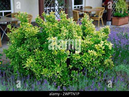 Euonymus japonicus 'Ovatus Aureus' Banque D'Images