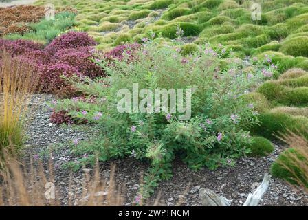 Jardin de bruyère, arbuste indigo (Indigofera heterantha), parc de rochers, Nochten, 81 Banque D'Images