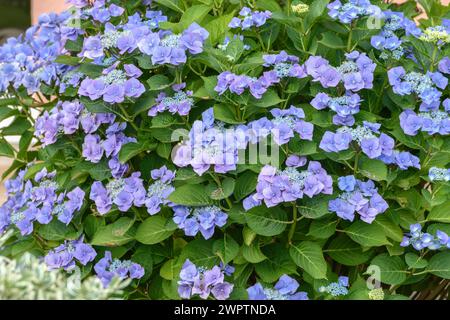 Plaque d'hortensia (Hydrangea macrophylla 'Blaumeise'), an den Dorfwiesen, Laussnitz, Saxe, Allemagne Banque D'Images