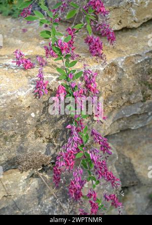 Buschklee (Lespedeza thunbergii), Merkel family, Veitshoechheim, Bavière, Allemagne Banque D'Images