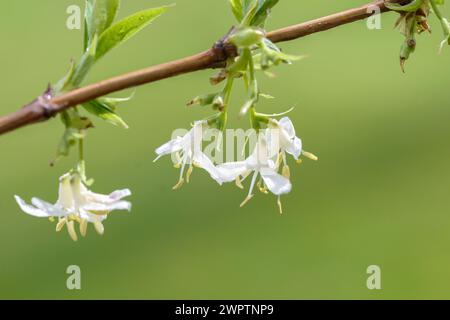 Lonicera x purpusii 'Winter Beauty', an den Dorfwiesen 9, Laussnitz, Saxe, Allemagne Banque D'Images