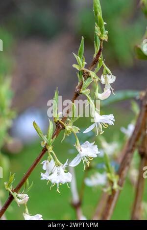 Lonicera x purpusii 'Winter Beauty', An den Dorfwiesen 9, Laussnitz, Saxony, Germany Banque D'Images