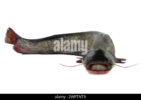 poisson-chat de rivière isolé sur fond blanc Banque D'Images