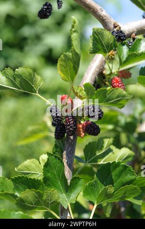 Mûrier suspendu (Morus alba 'pendula'), Saxe, Allemagne Banque D'Images