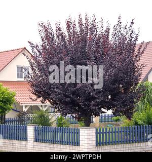 Prune sanguine (Prunus cerasifera 'Nigra'), Saxe, Allemagne Banque D'Images