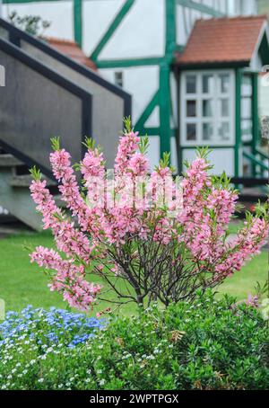 Amande naine (Prunus tenella 'Fire Hill'), basse-Saxe, Allemagne Banque D'Images