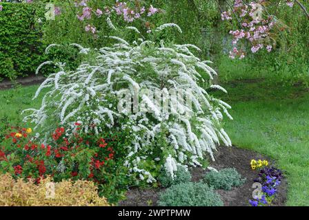 Spirée de la mariée (Spiraea x cinerea 'Grefsheim'), cerise ornementale japonaise (Prunus serrulata 'Kanzan'), Saxe, Allemagne Banque D'Images