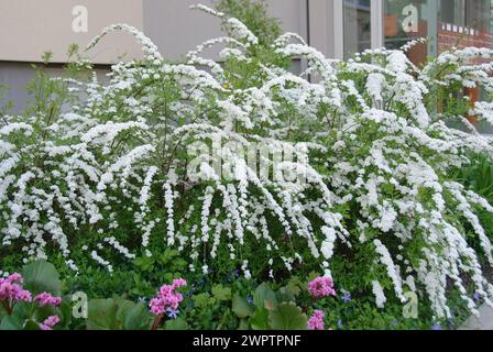 Spirée de la mariée (Spiraea cinerea 'Grefsheim'), Dresde, 81 Banque D'Images