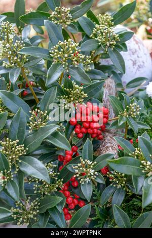 Skimmia (Skimmia japonica 'Red Diamond') Banque D'Images