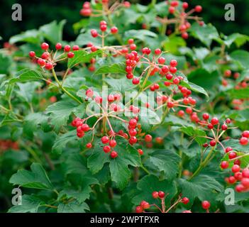 Opulus de Viburnum 'compactum' Banque D'Images