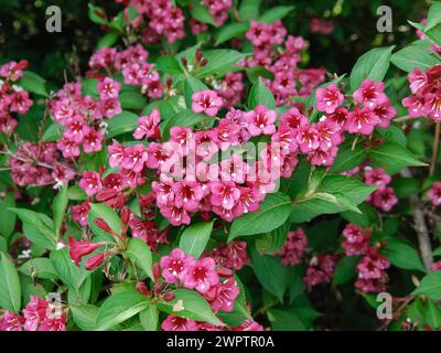 Weigela 'Bristol Ruby' Banque D'Images