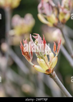 Châtaignier (Aesculus x mutabilis 'Induta'), jardin botanique de Cambridge, 222 Banque D'Images