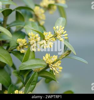 Boîte commune européenne (Buxus sempervirens var. Arborescens), Cambridge Botanical Garden, Allemagne Banque D'Images