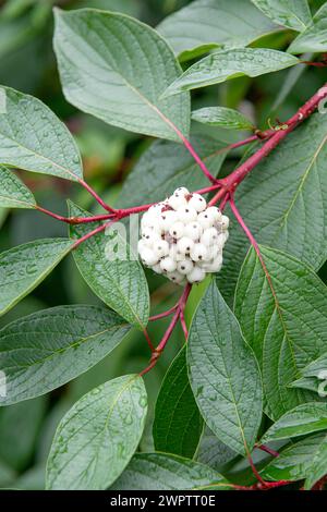 Cornouiller tartarien (Cornus alba 'Sibirica'), jardin botanique de Cambridge, Allemagne Banque D'Images