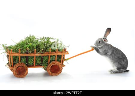 lapins gris dans le chariot sur un fond blanc Banque D'Images