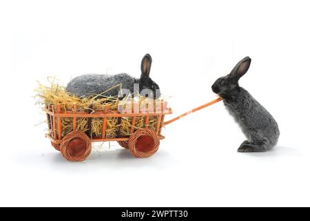 deux lapins dans le chariot sur un fond blanc Banque D'Images