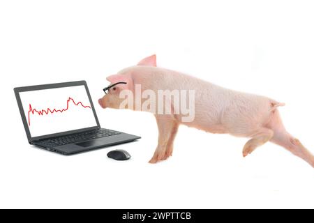 pig fonctionne sur l'ordinateur Banque D'Images