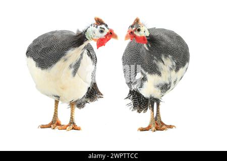 Pintades (Numida meleagris) isolées sur fond blanc en studio. Banque D'Images