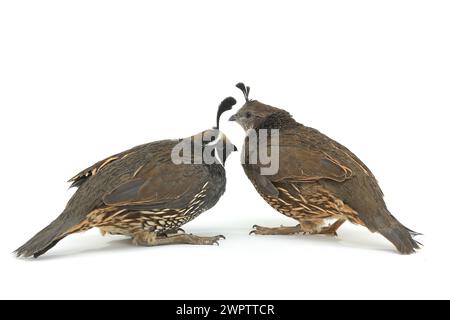 California Quail sur un fond blanc Banque D'Images