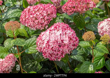 Hortensia boule de neige rose (hortensia arborescens ROSE ANNABELLE), jardin botanique de Cambridge, Allemagne Banque D'Images