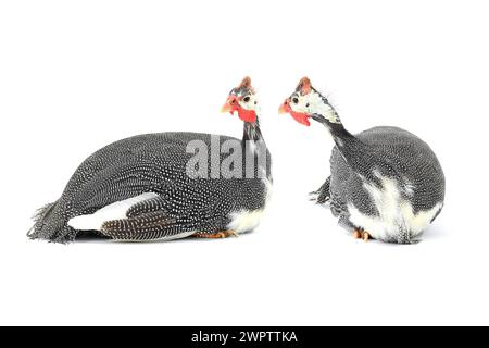 Pintades (Numida meleagris) isolées sur fond blanc en studio. Banque D'Images