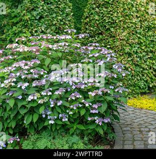 Assiette hortensia (Hydrangea serrata 'Bluebird'), Cambridge Botanical Garden, Allemagne Banque D'Images