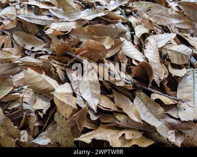 Photographie rapprochée de feuilles de chêne colombien séchées, sur le sol d'une forêt de chênes dans les montagnes andines orientales du centre de la Colombie. Banque D'Images