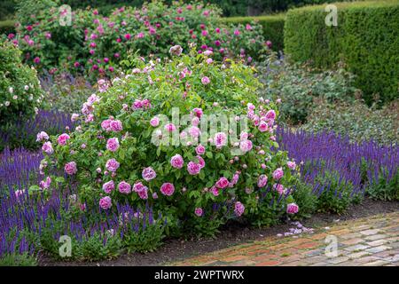Rose arbuste (Rosa 'Comte de Chambord'), jardin botanique de Cambridge, Danemark Banque D'Images