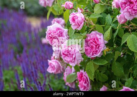 Rose arbuste (Rosa 'Comte de Chambord'), jardin botanique de Cambridge, Danemark Banque D'Images