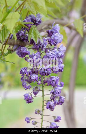 Pluie bleue japonaise (Wisteria floribunda 'Violacea Plena'), Cambridge Botanical Garden, Allemagne Banque D'Images