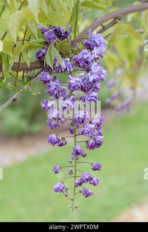 Pluie bleue japonaise (Wisteria floribunda 'Violacea Plena'), Cambridge Botanical Garden, Allemagne Banque D'Images