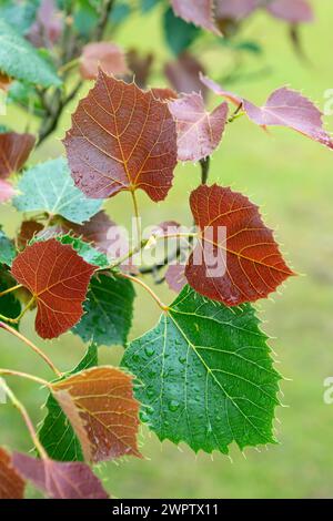 Le tilleul de Henry (Tilia henryana), jardin botanique de Cambridge, Allemagne Banque D'Images