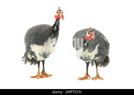 Pintades (Numida meleagris) isolées sur fond blanc en studio. Banque D'Images
